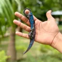 Premium Karambit Knife Full-Metal with Button Function – 18cm